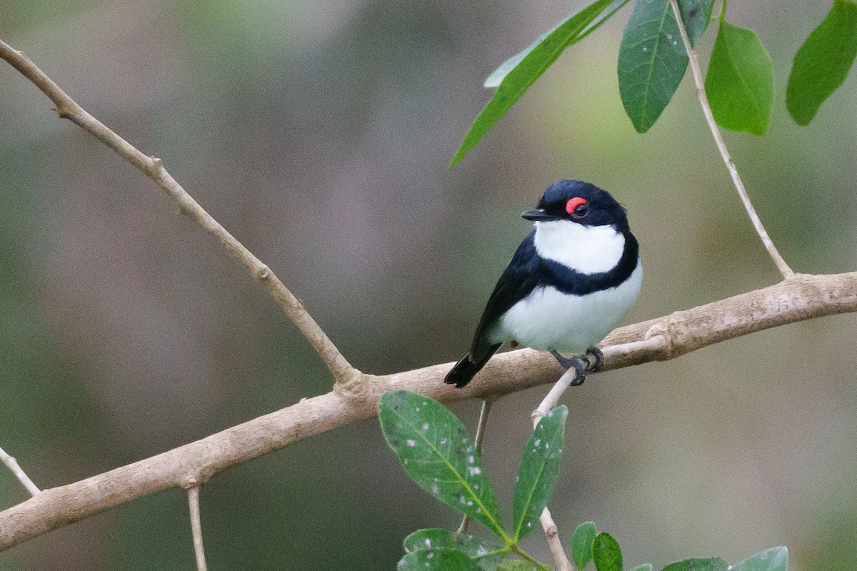 Black-throated Wattle-eye - ML622770375