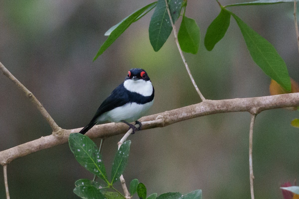 Black-throated Wattle-eye - ML622770376