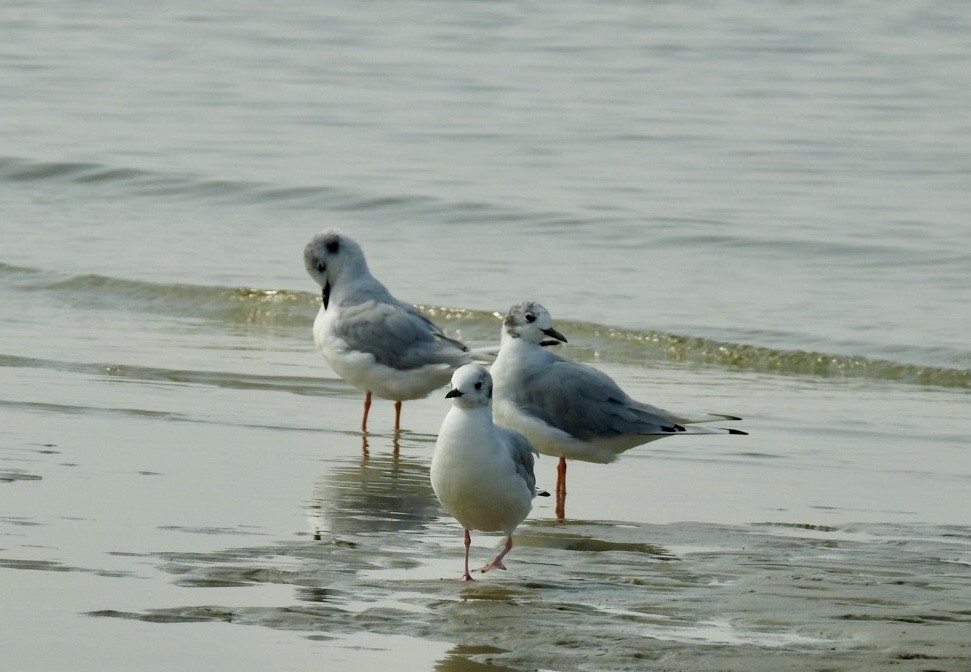 Bonaparte's Gull - ML622770377