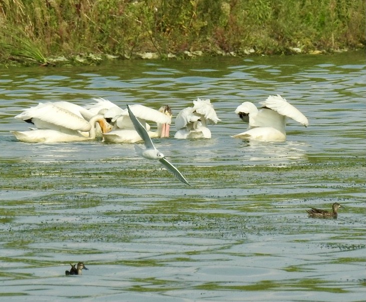 American White Pelican - ML622770392