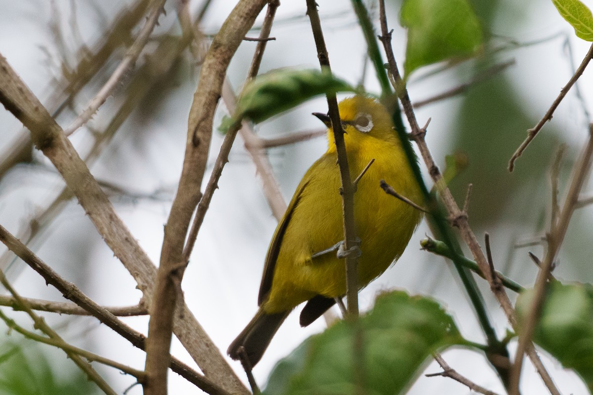 Northern Yellow White-eye - Laurent Esselen