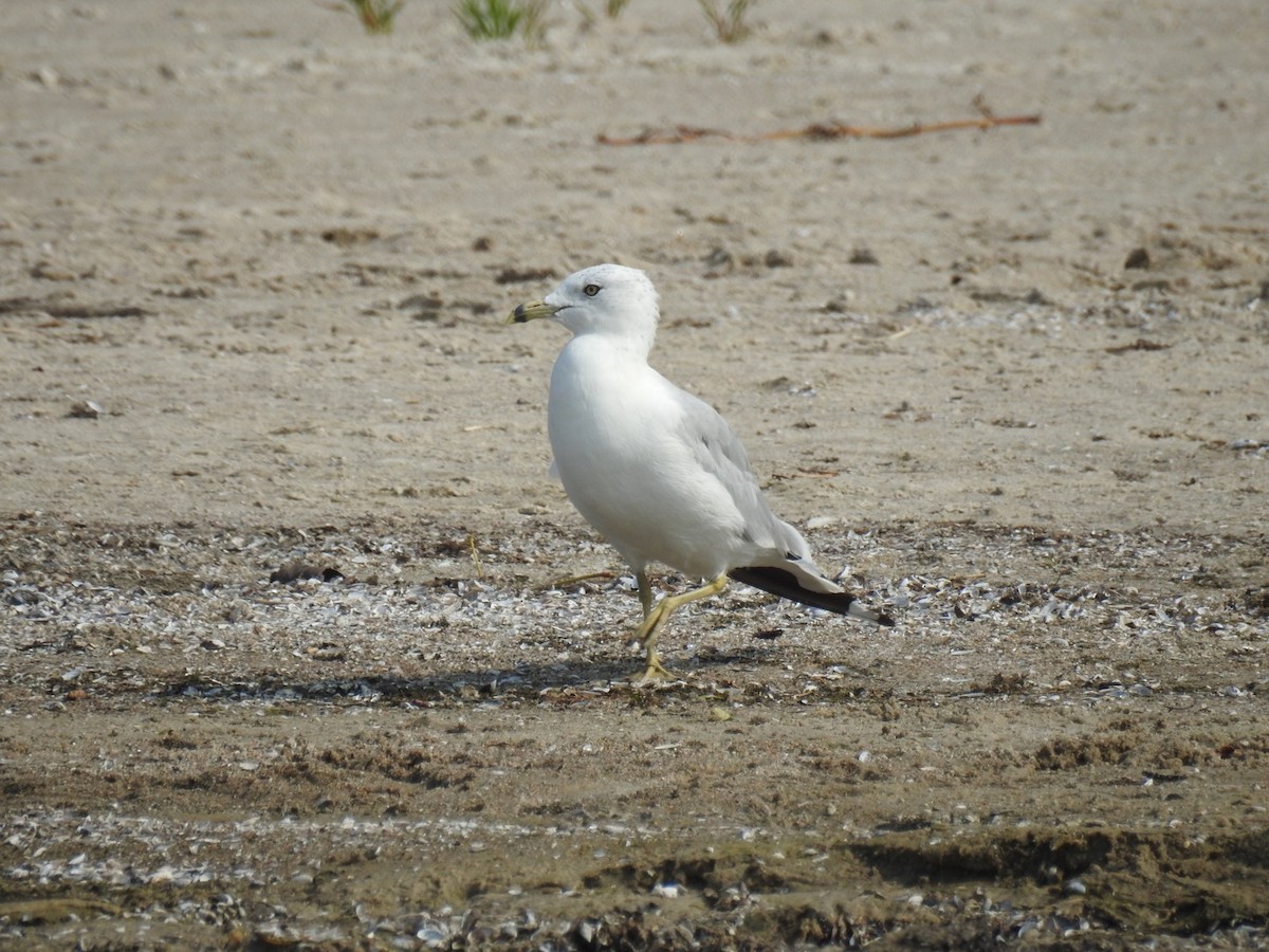 Gaviota de Delaware - ML622770405