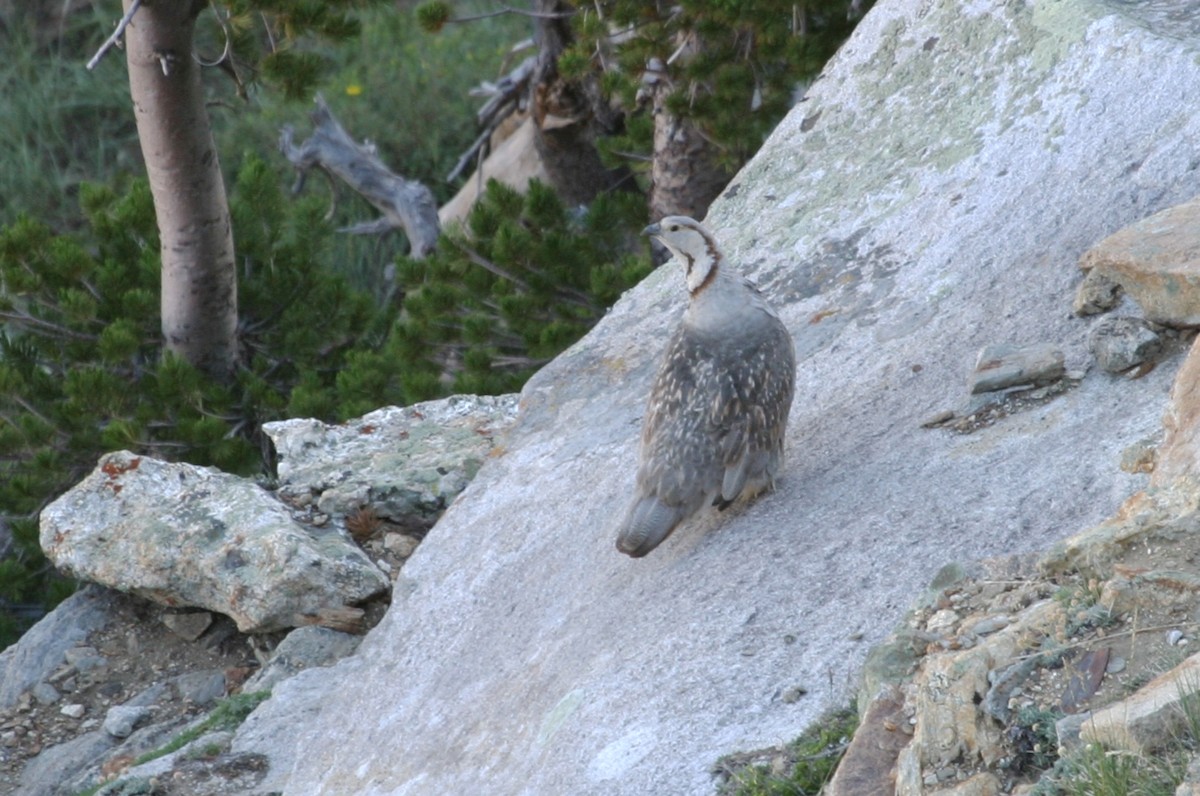 Himalayan Snowcock - ML622770425