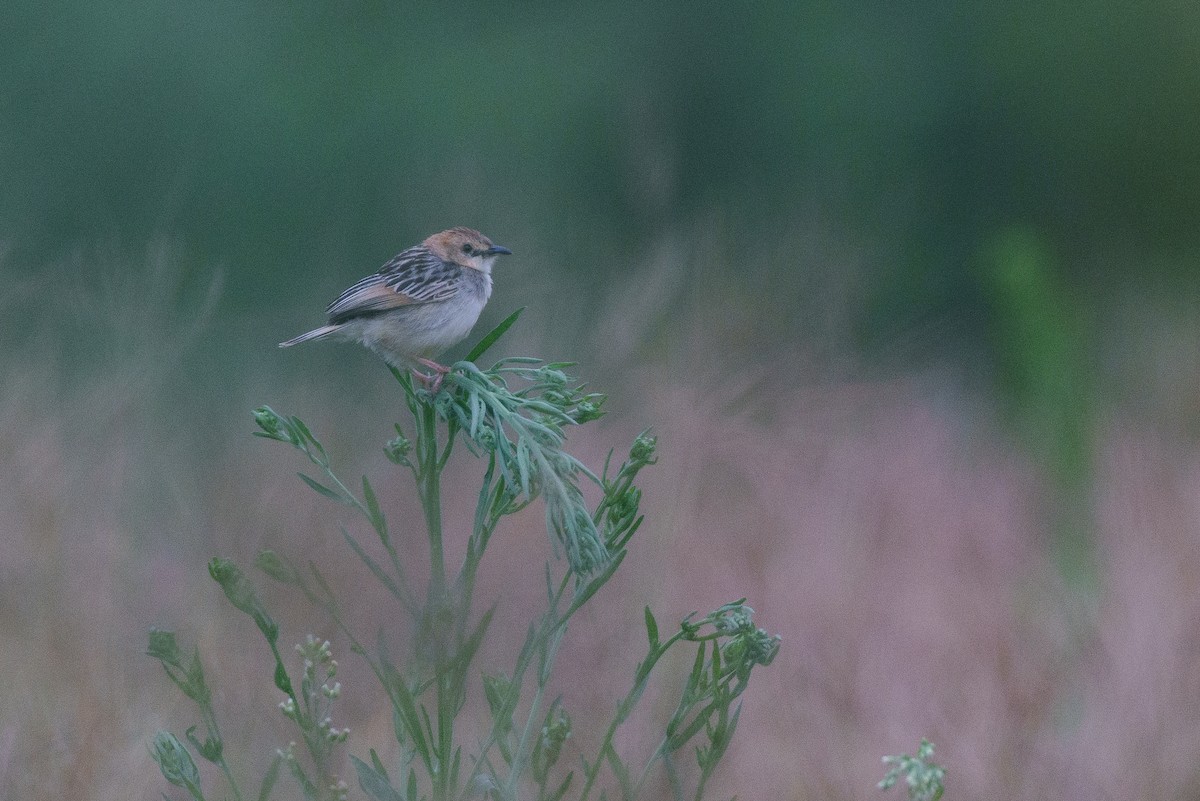 Stout Cisticola - ML622770431