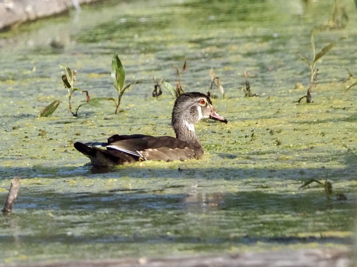 Wood Duck - David Zook