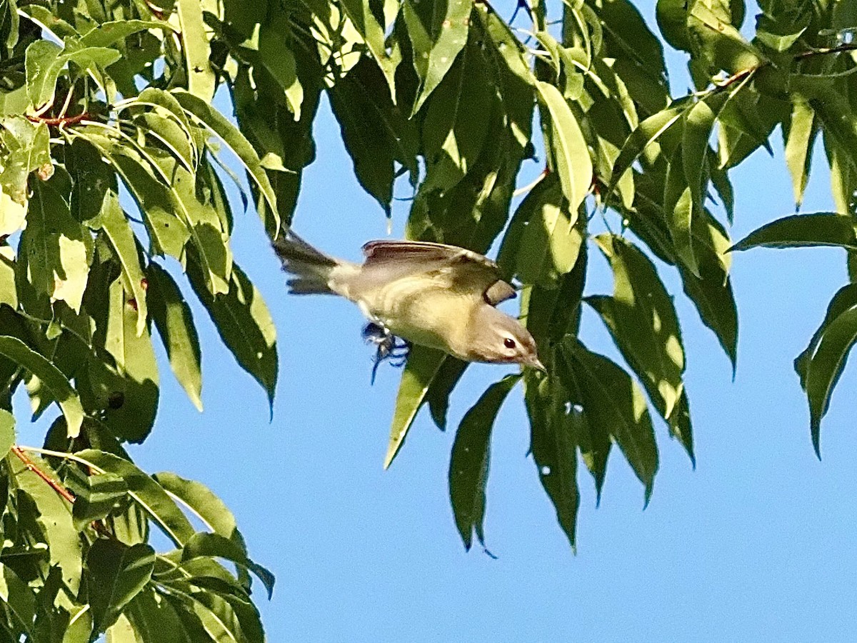 Warbling Vireo - ML622770481