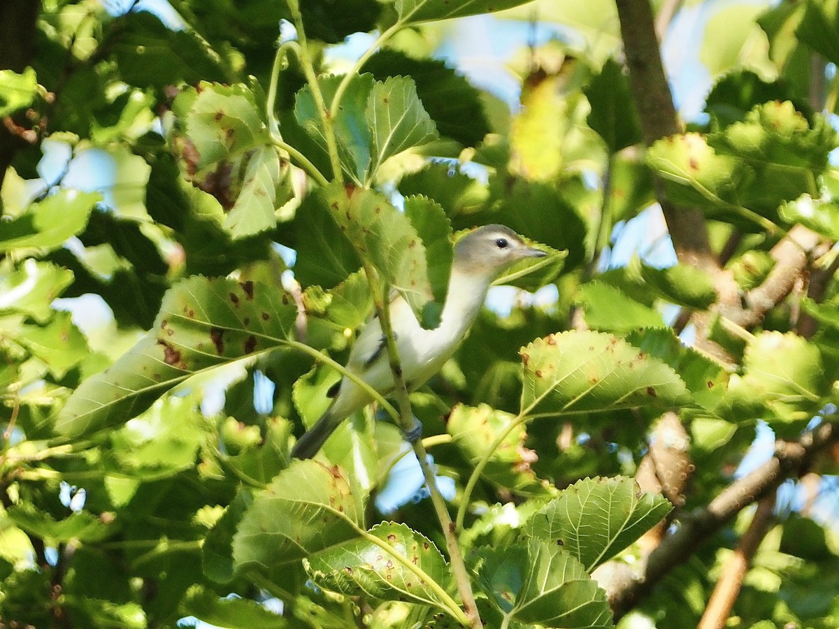 Warbling Vireo - ML622770482