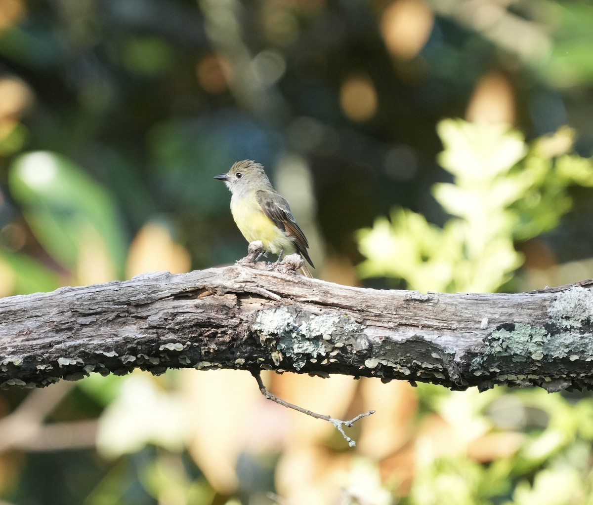 Great Crested Flycatcher - ML622770554