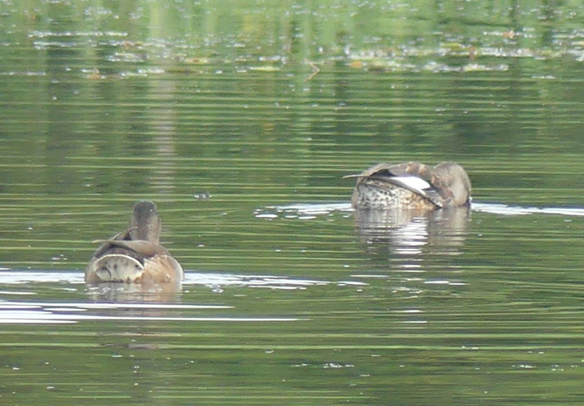 Gadwall - ML622770646