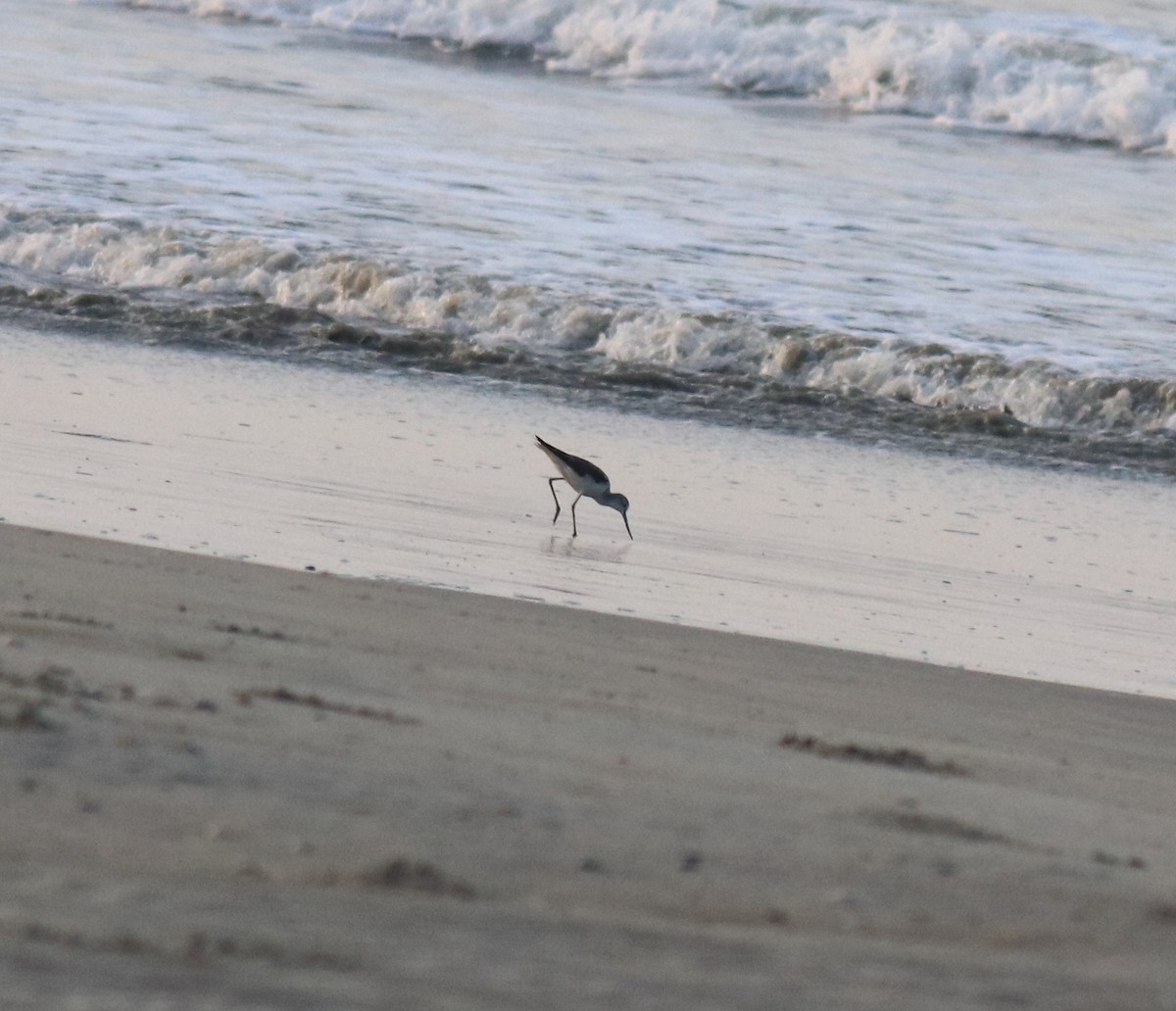 Common Greenshank - Afsar Nayakkan