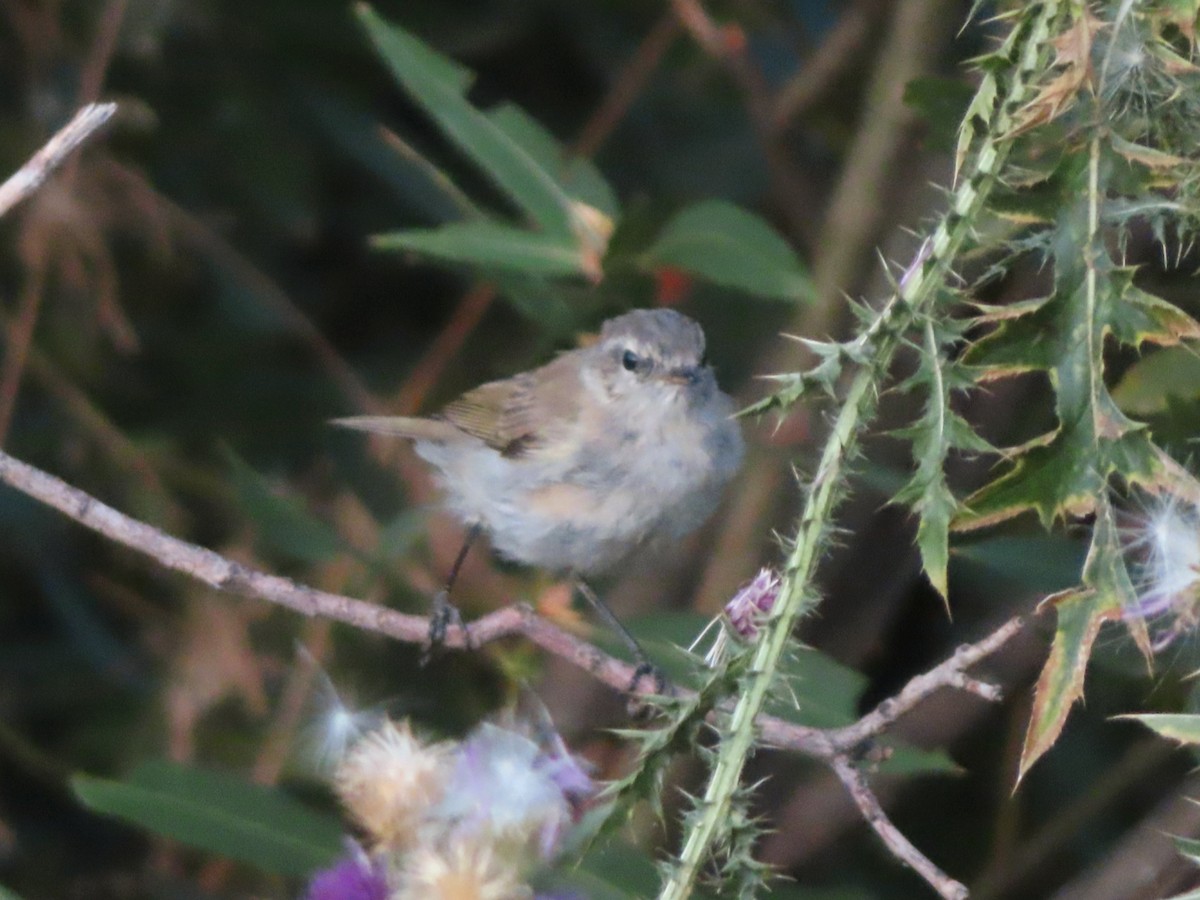 Mountain Chiffchaff - Kseniia Marianna Prondzynska