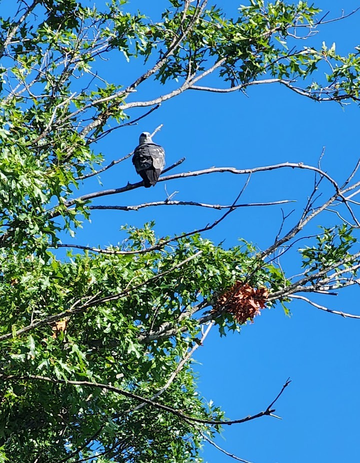 Mississippi Kite - ML622770854