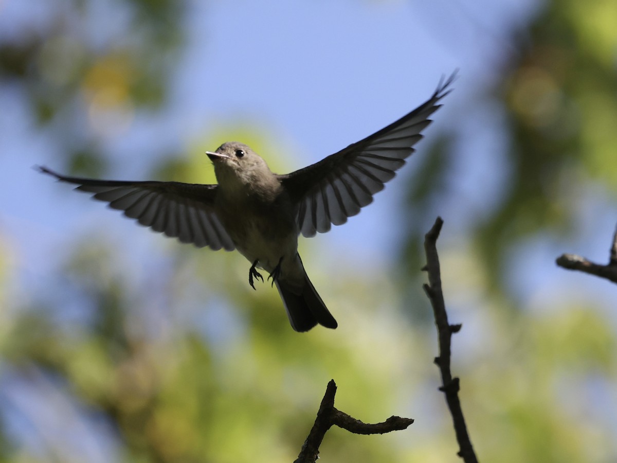 Eastern Wood-Pewee - Michael Burkhart