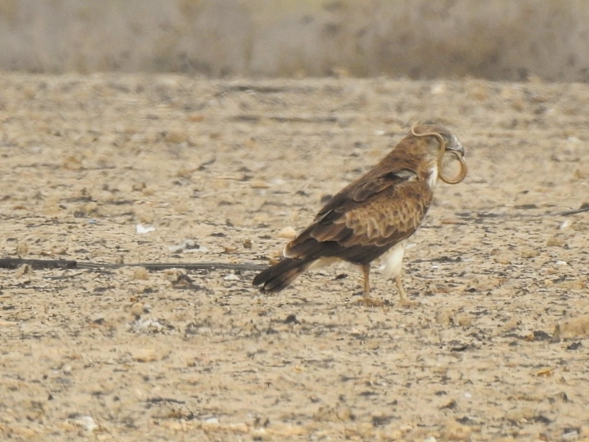 Short-toed Snake-Eagle - Tomás García