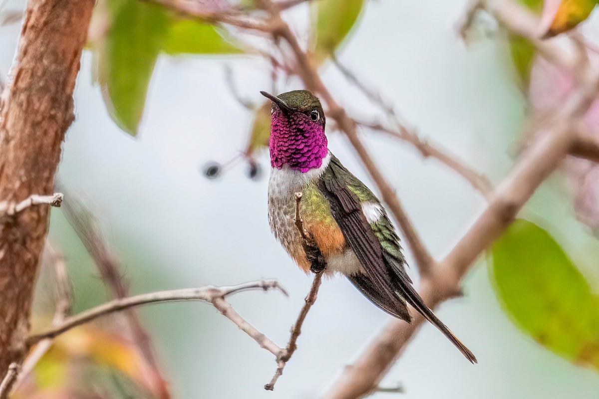 Magenta-throated Woodstar - ML622771022