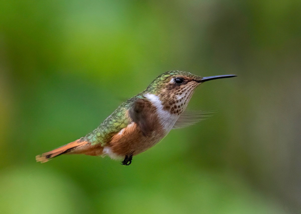 Scintillant Hummingbird - ML622771042