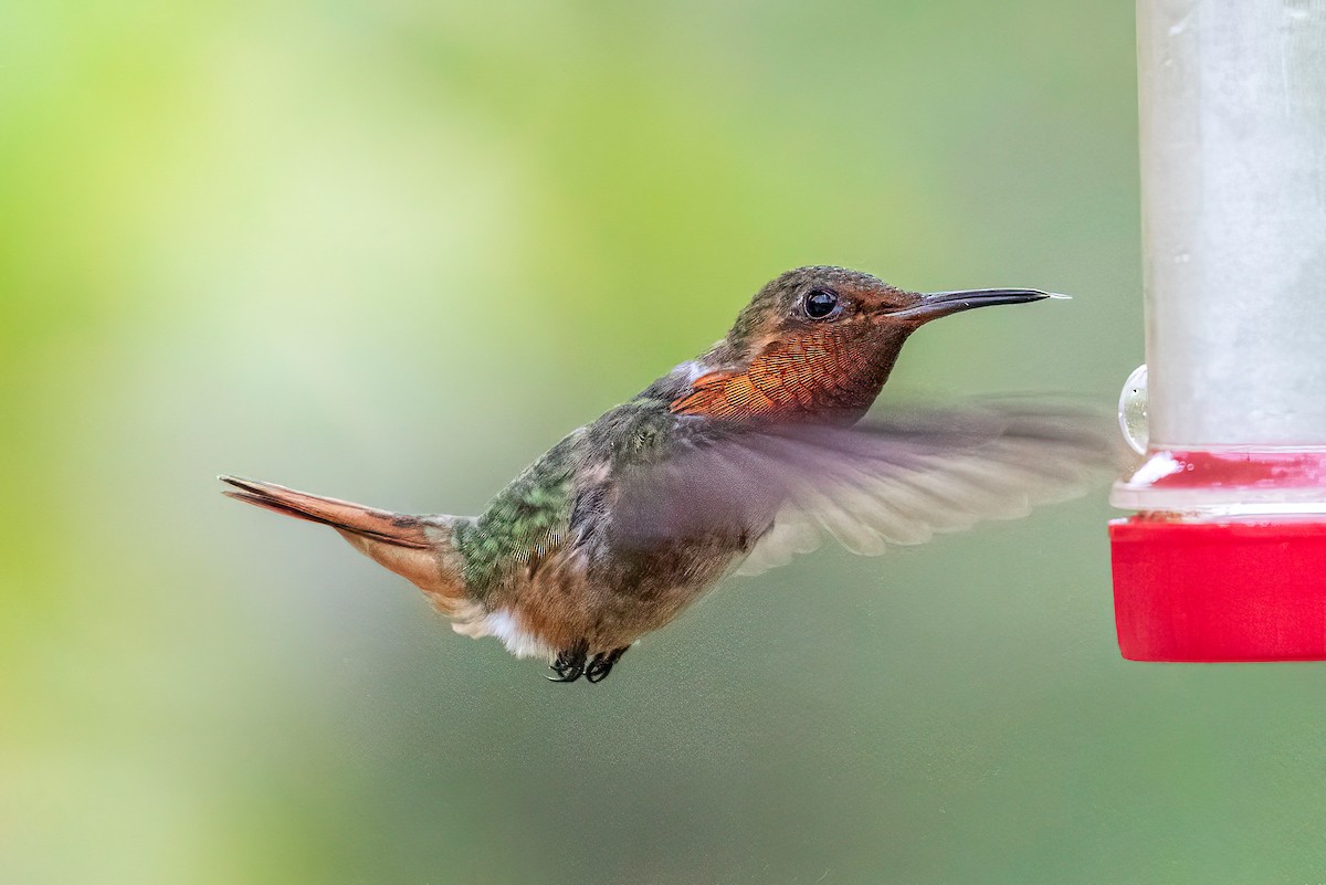 Scintillant Hummingbird - ML622771058