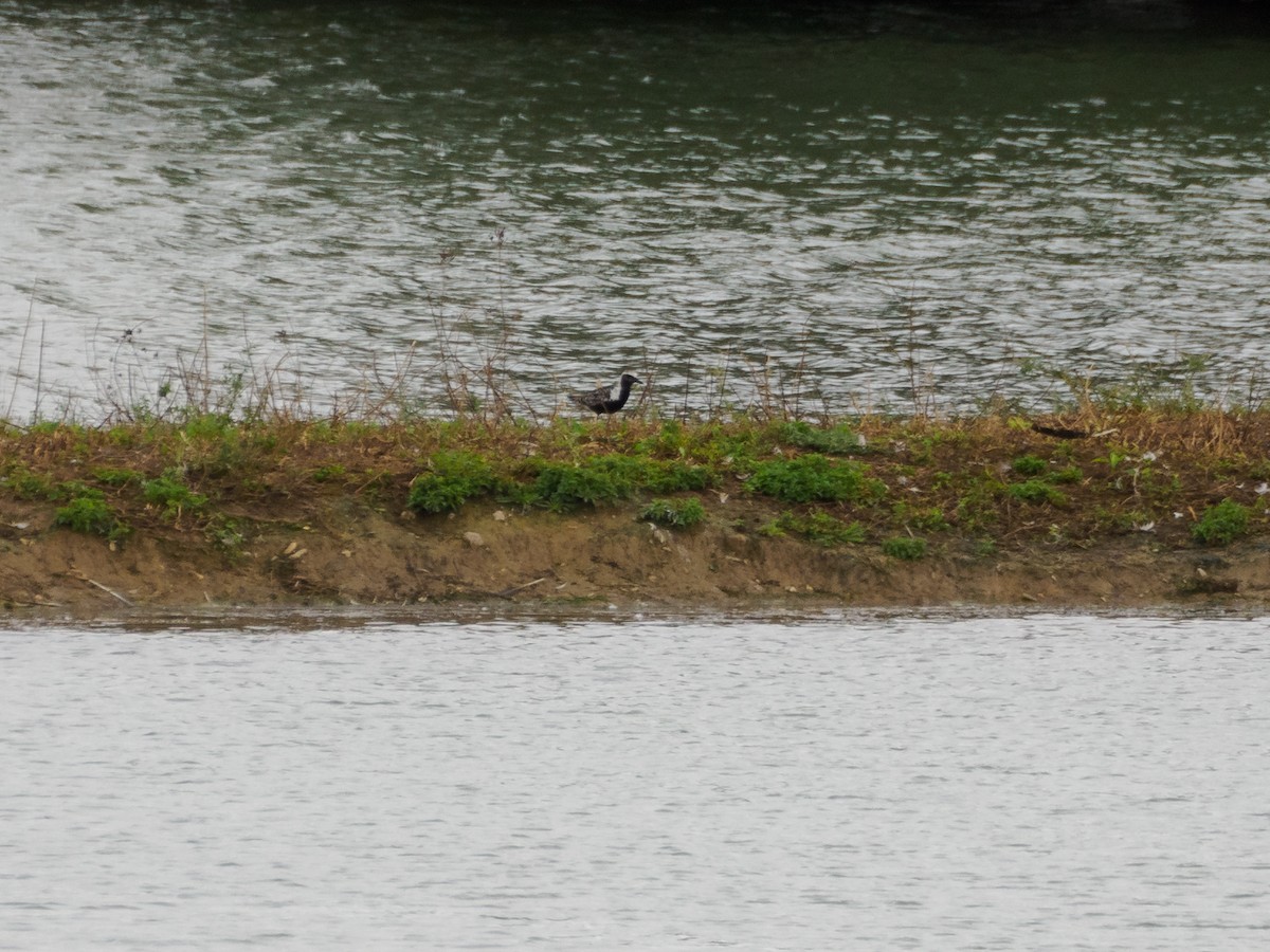 Black-bellied Plover - ML622771075