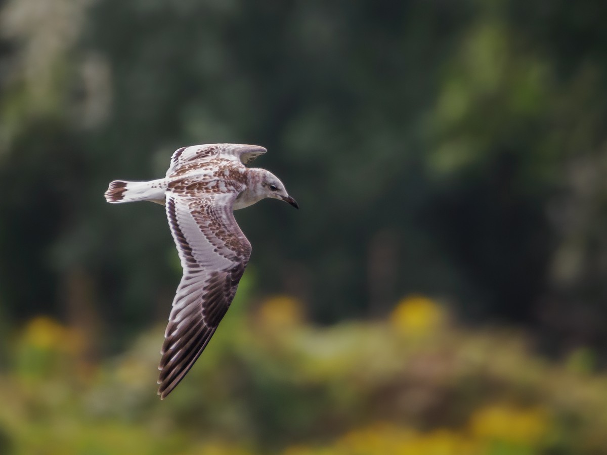 Mediterranean Gull - ML622771090