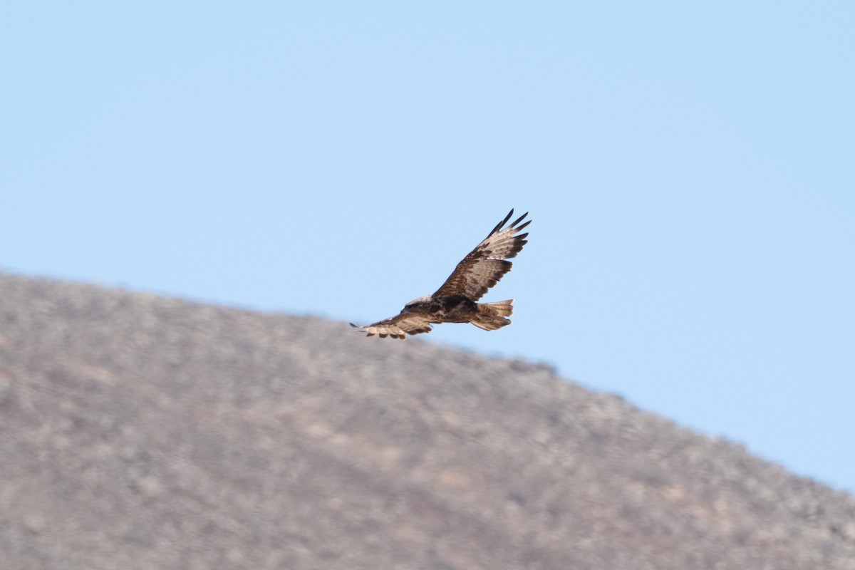 Common Buzzard (Canary Is.) - ML622771091