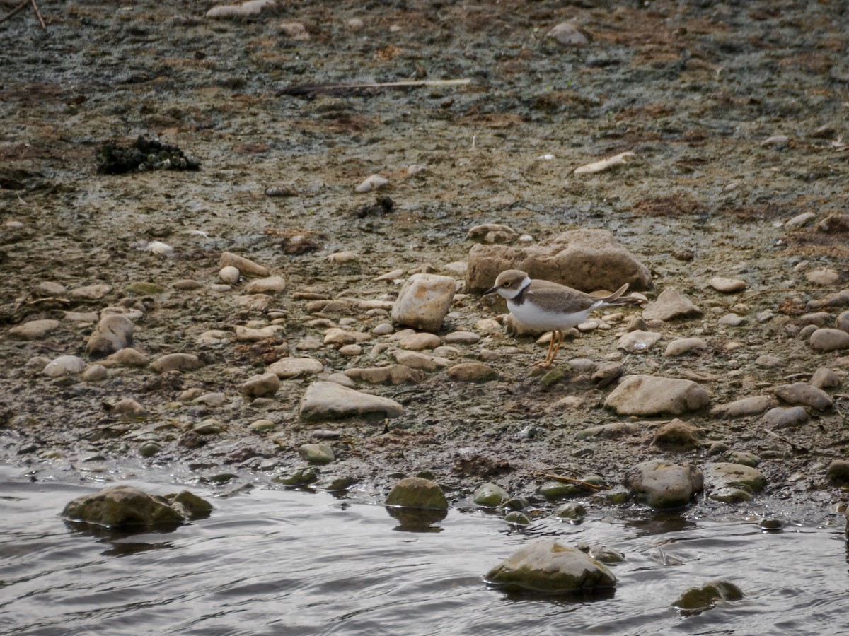 Little Ringed Plover - ML622771098