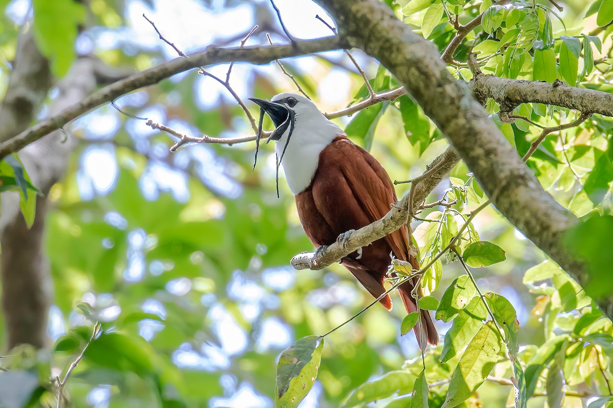 Araponga tricaronculé - ML622771150