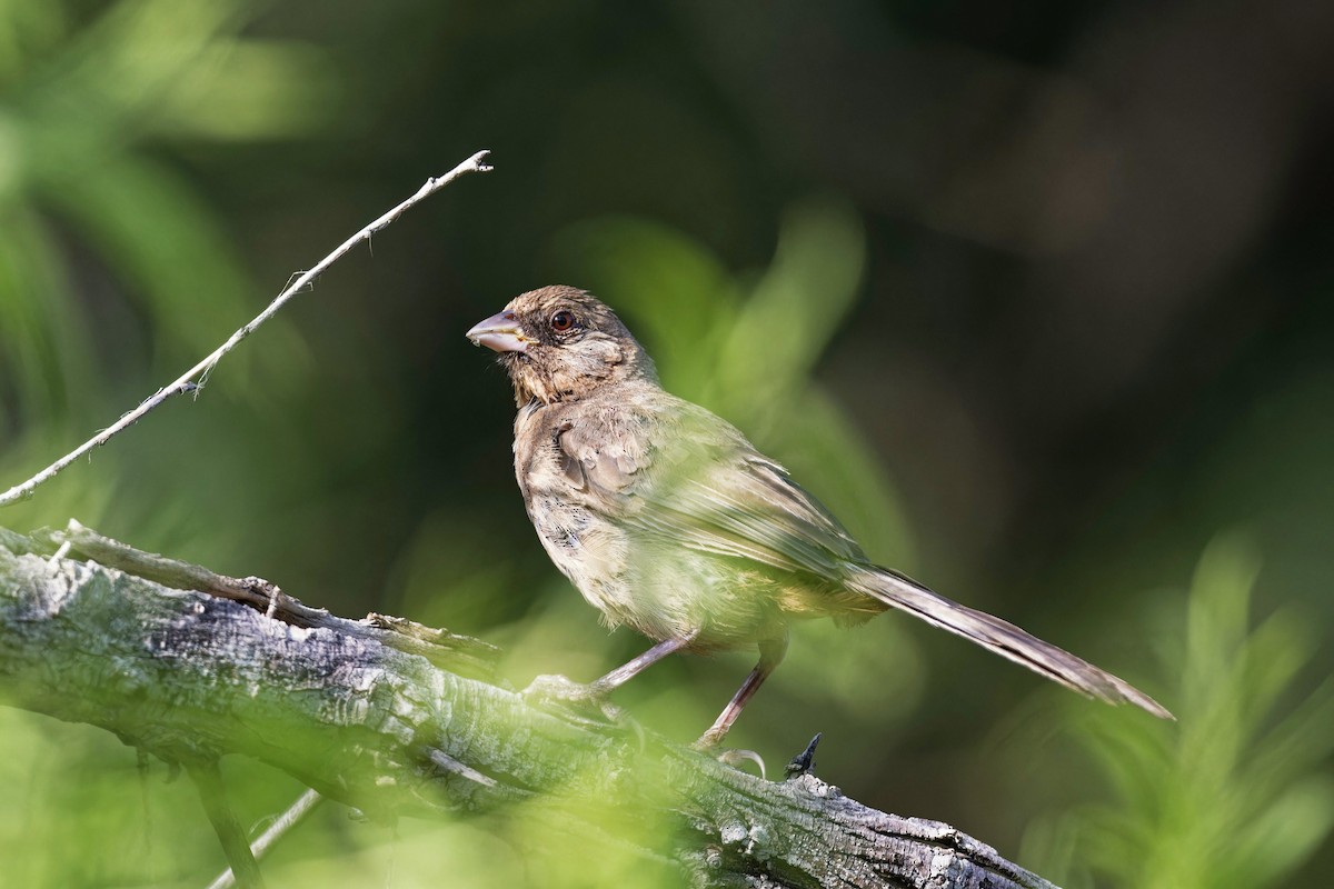 Abert's Towhee - ML622771168