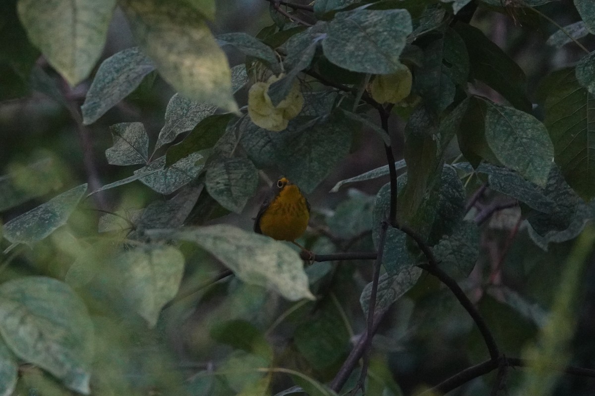 Canada Warbler - Andre Vu