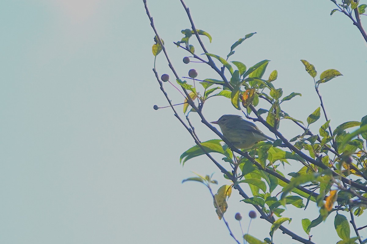 Prairie Warbler - ML622771217