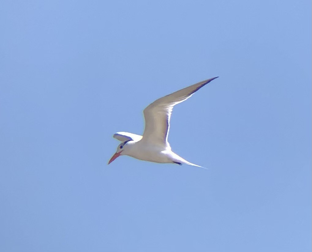 Königsseeschwalbe - ML622771285