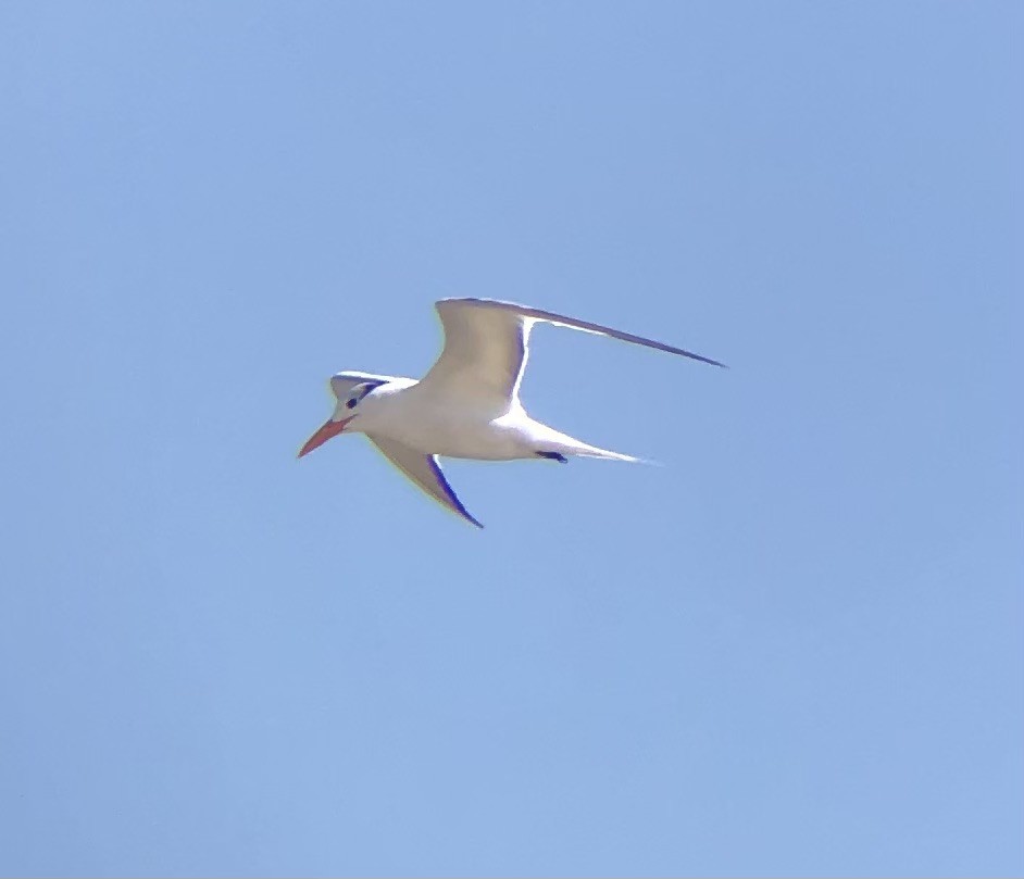 Königsseeschwalbe - ML622771286