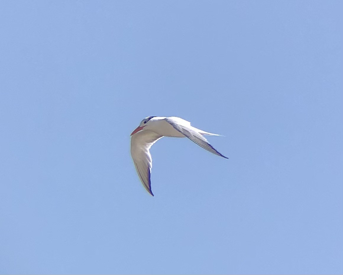 Königsseeschwalbe - ML622771287