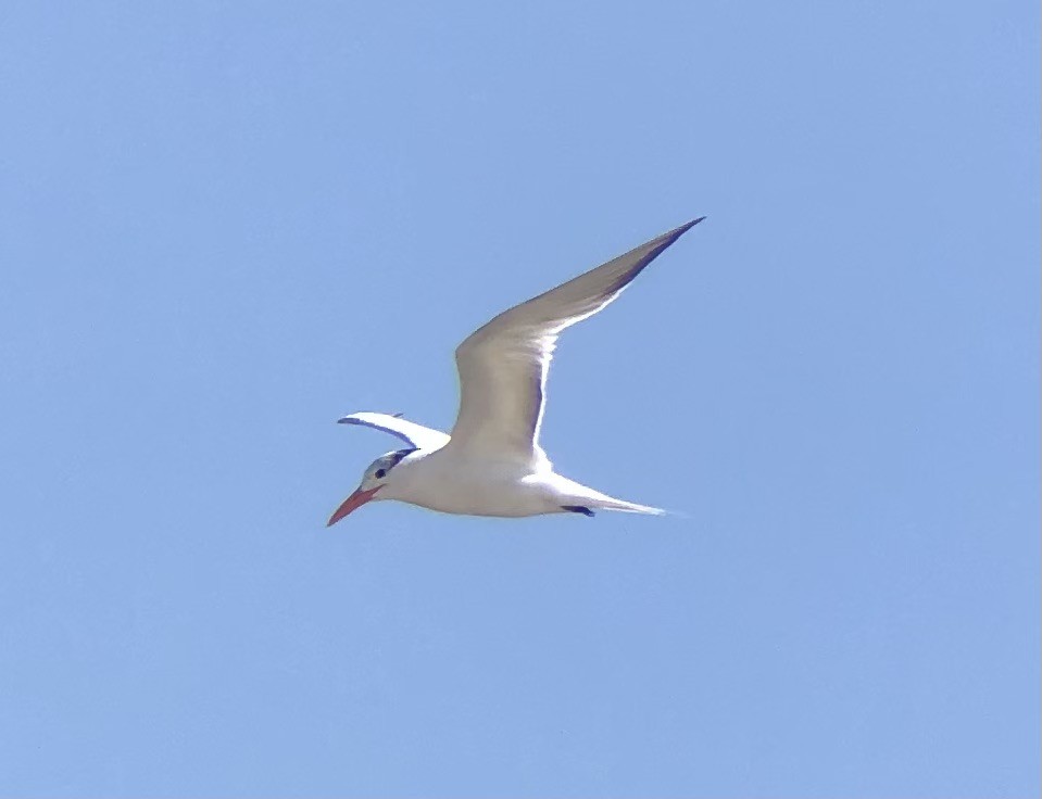 Königsseeschwalbe - ML622771289