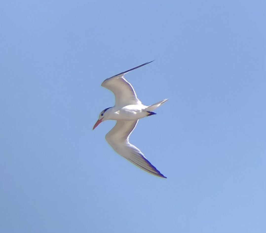 Royal Tern - ML622771297