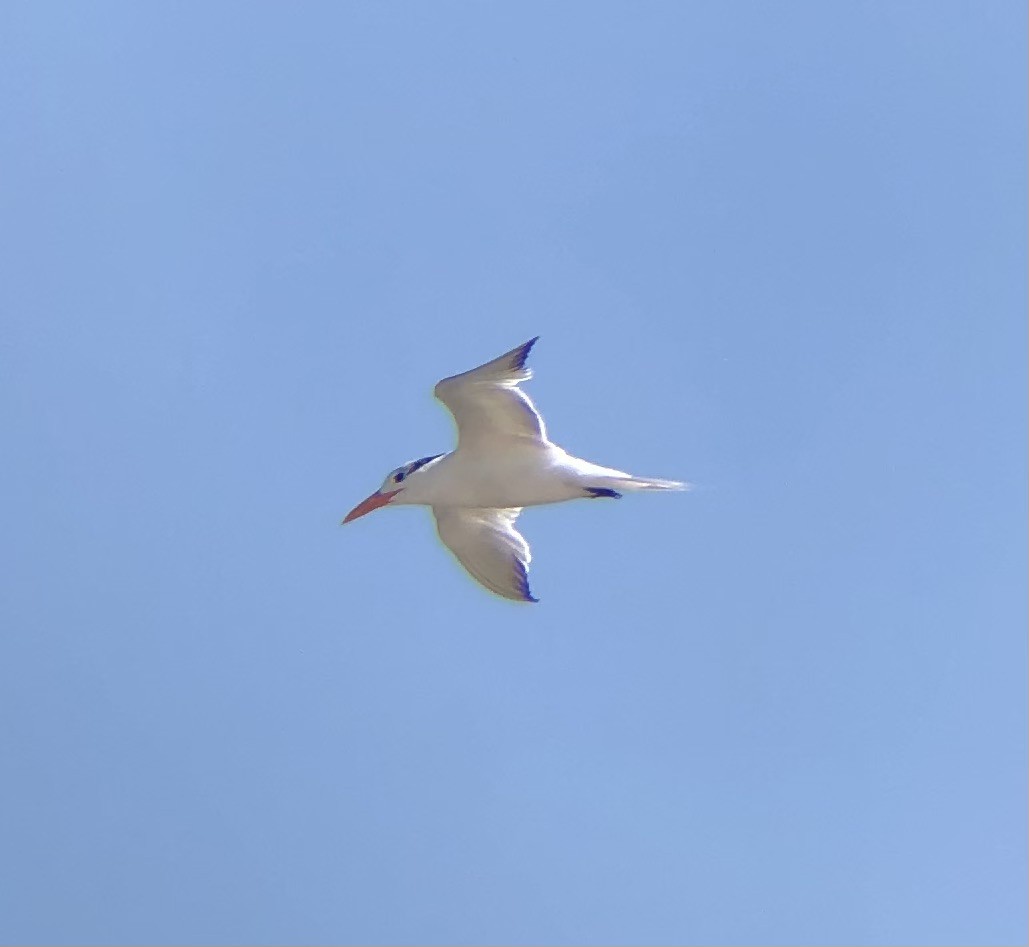 Königsseeschwalbe - ML622771299