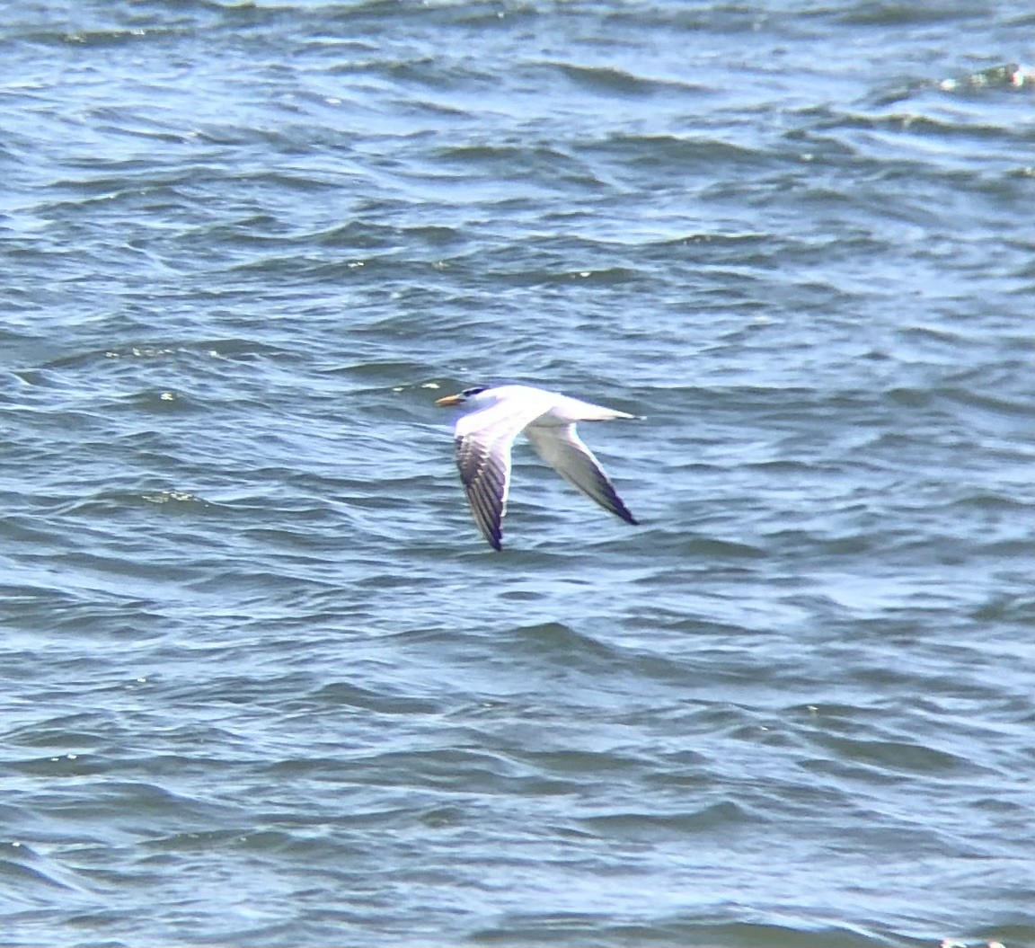 Königsseeschwalbe - ML622771310