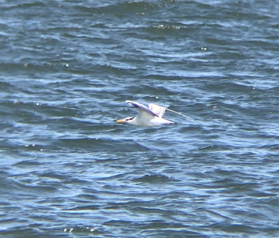 Royal Tern - ML622771311