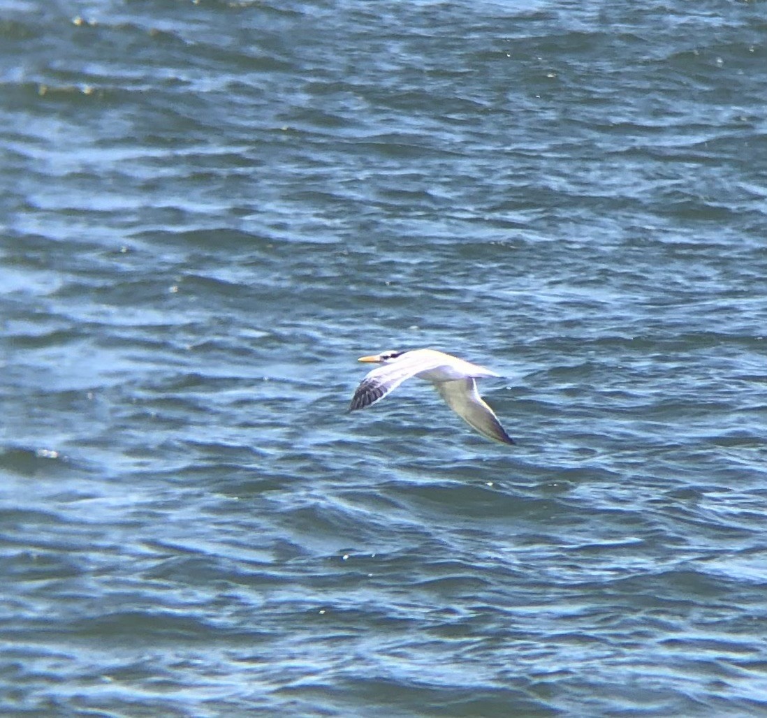 Royal Tern - ML622771312