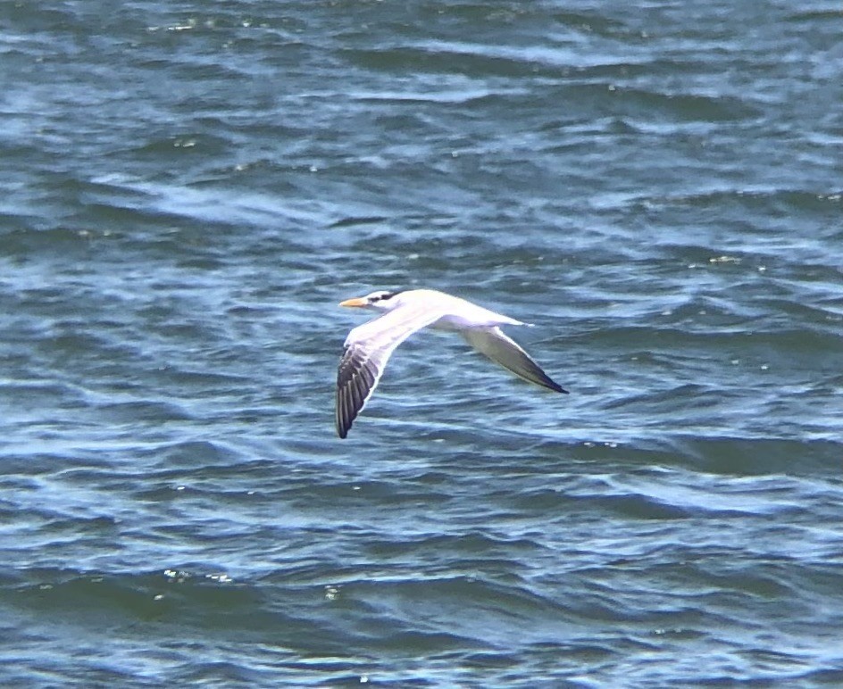 Royal Tern - ML622771313