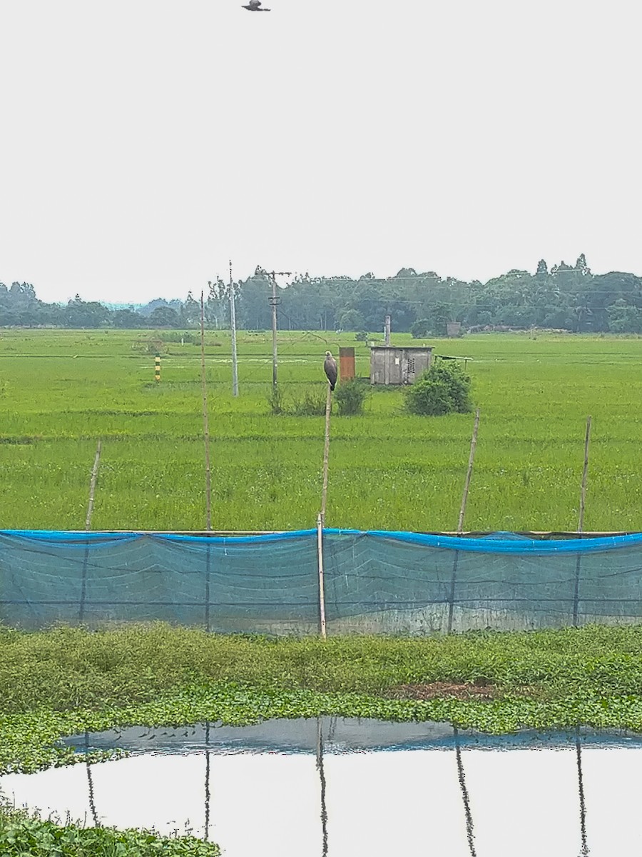 Gray-headed Fish-Eagle - ML622771420