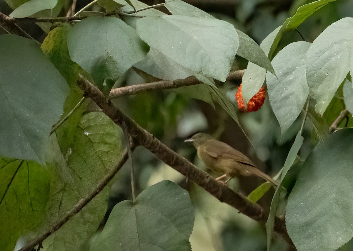 Slender-billed Greenbul - ML622771479