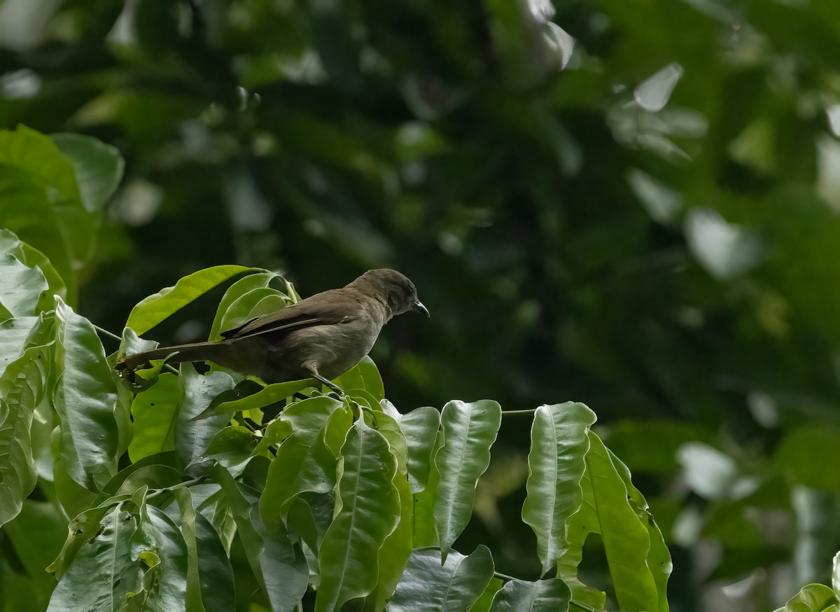 Slender-billed Greenbul - ML622771480