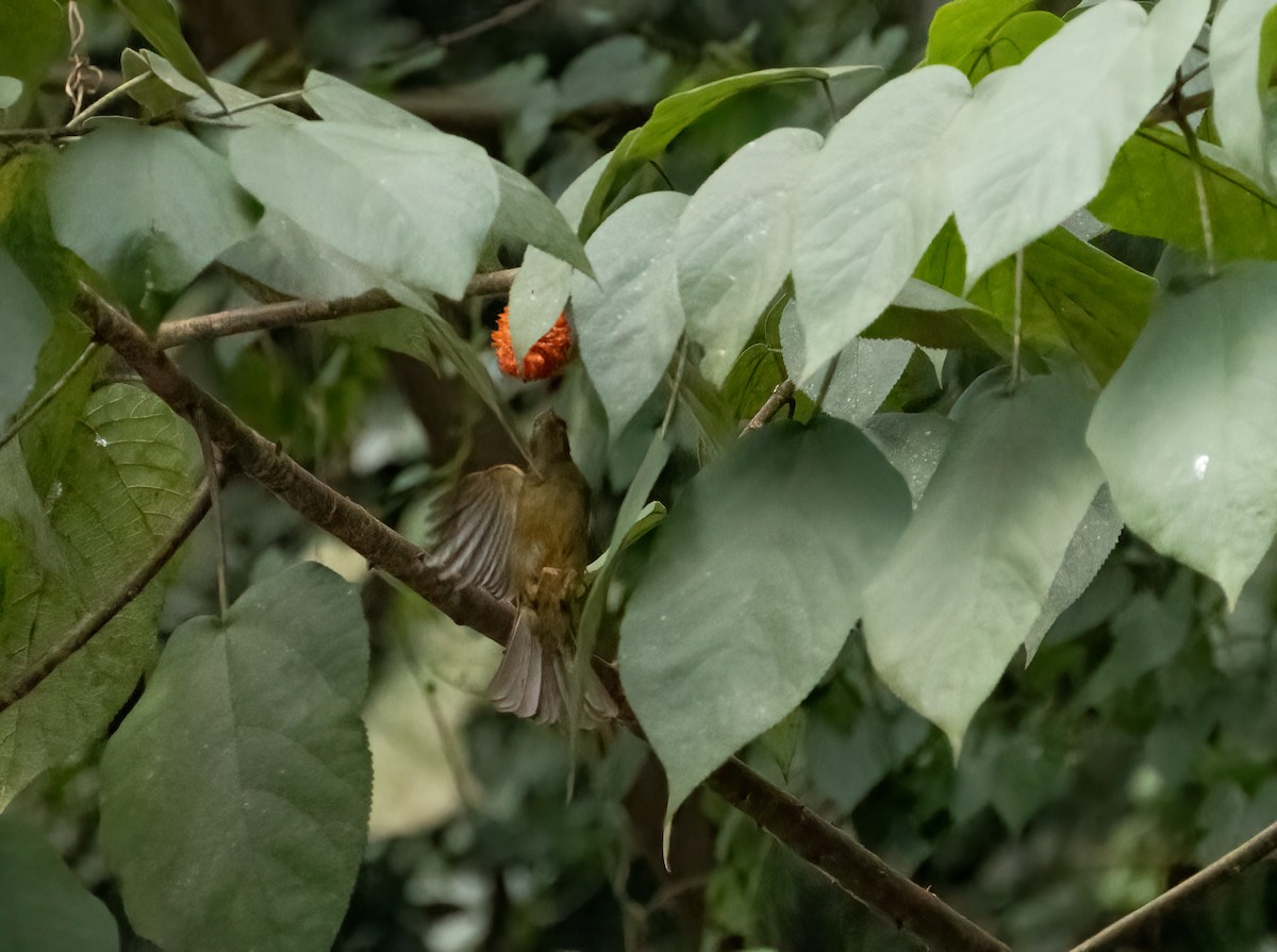 Slender-billed Greenbul - ML622771481