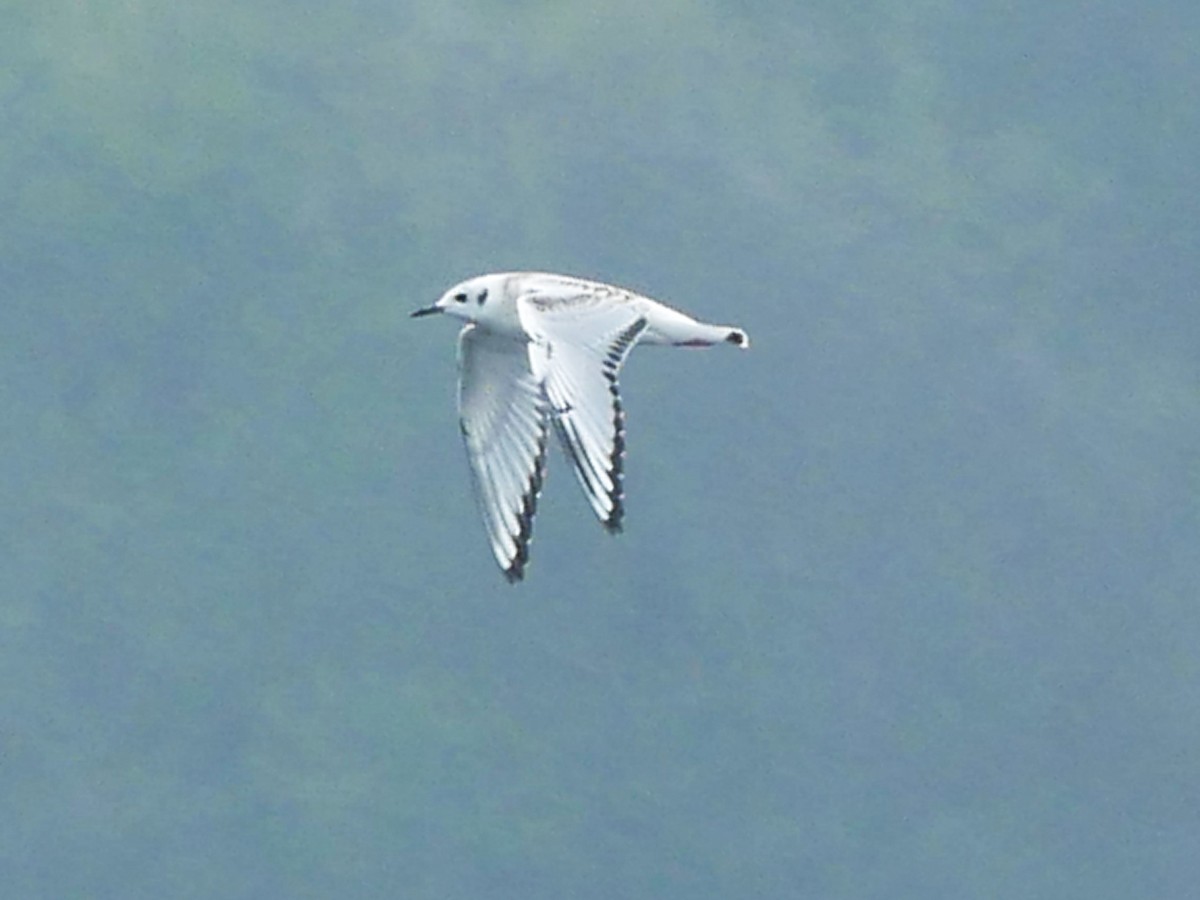 Bonaparte's Gull - Gérard  Viens