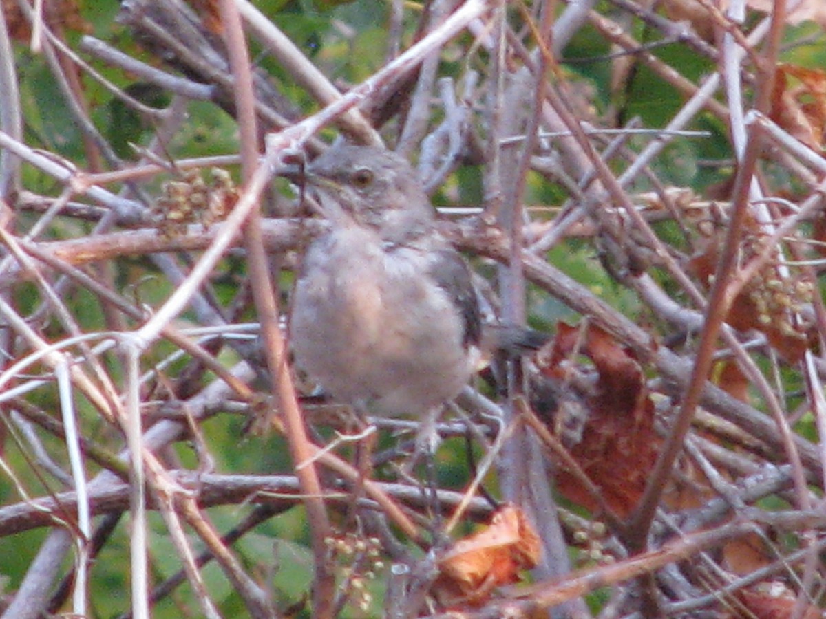 Northern Mockingbird - Theramansi Lion