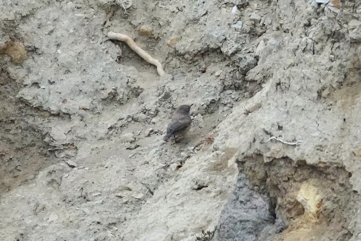 Troglodyte des rochers - ML622771553