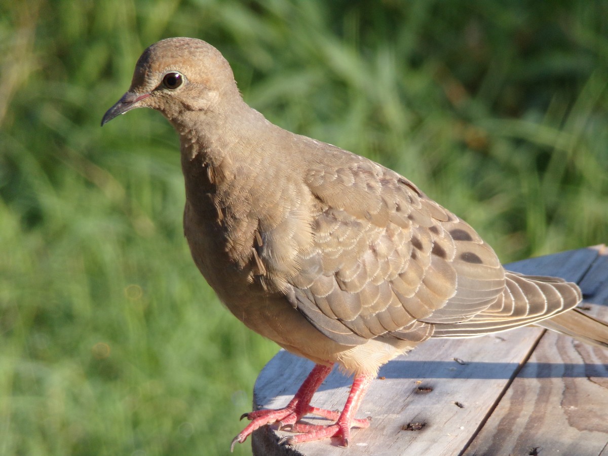 Mourning Dove - Texas Bird Family