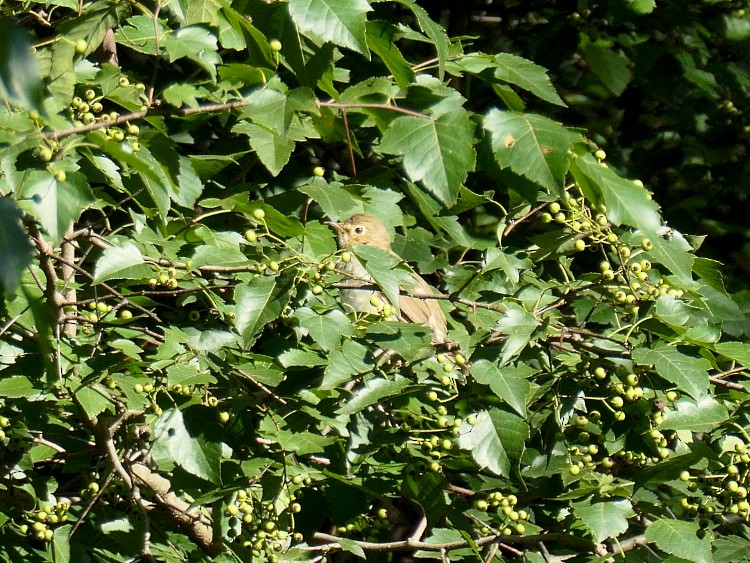 Swainson's Thrush - ML622771825