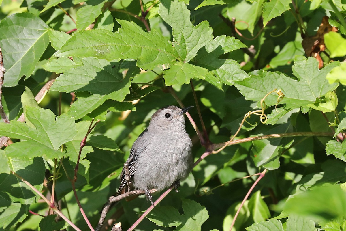 Gray Catbird - Linda Widdop