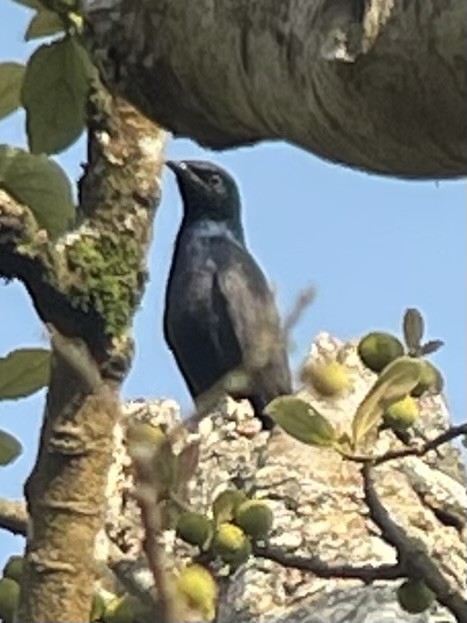 Stuhlmann's Starling - ML622771839